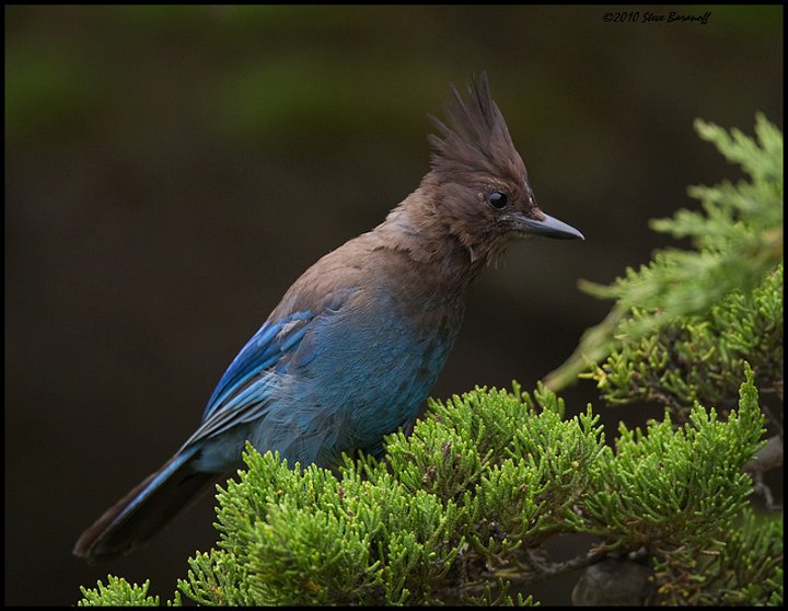 _0SB4639 juvenile stellers jay.jpg